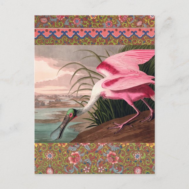 Cartão Postal Roseate Spoonbill Audubon Bird Willife (Frente)