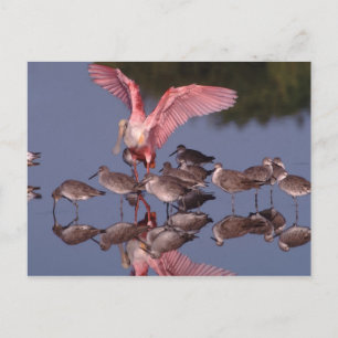 Cartão Postal Roseate Spoonbill com Willets em água rasa