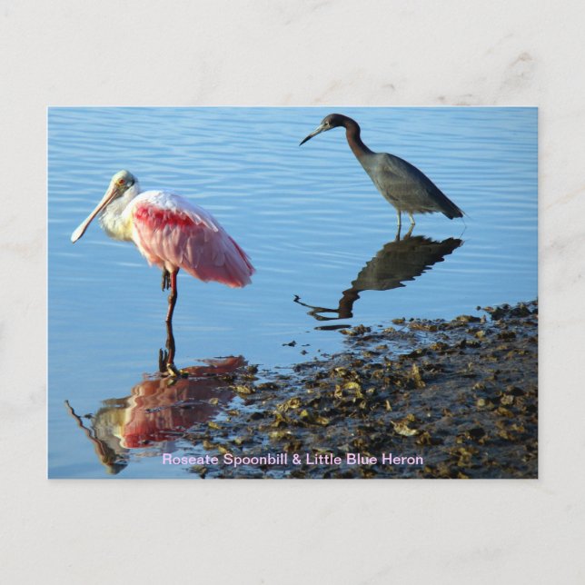 Cartão Postal Roseate Spoonbill e Little Blue Heron (Frente)