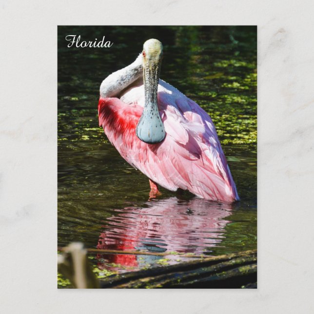 Cartão Postal Roseate Spoonbill, Flórida (Frente)