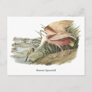 Cartão Postal Roseate Spoonbill, John Audubon