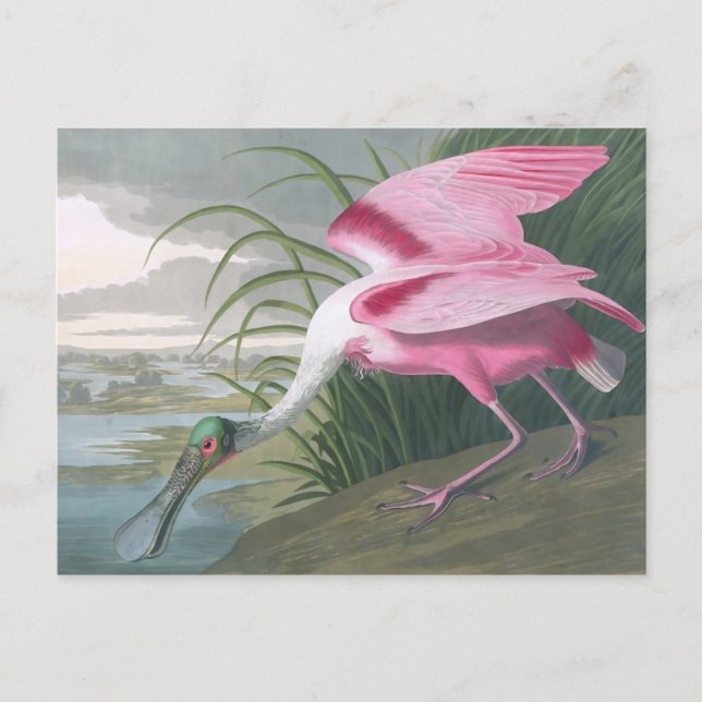 Cartão Postal Roseate Spoonbill, John James Audubon Fine Art (Frente)
