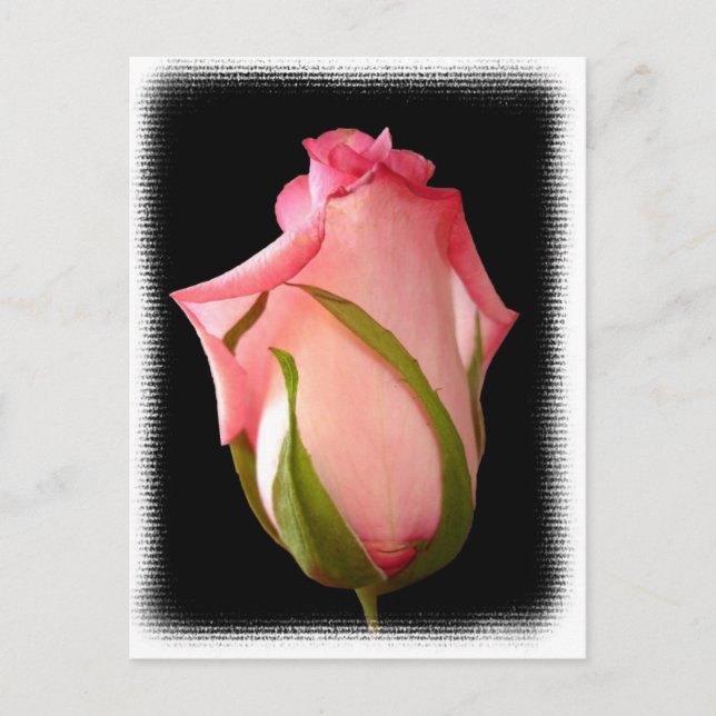 Cartão Postal Rosebud Rosa com Borda do Rico (Frente)