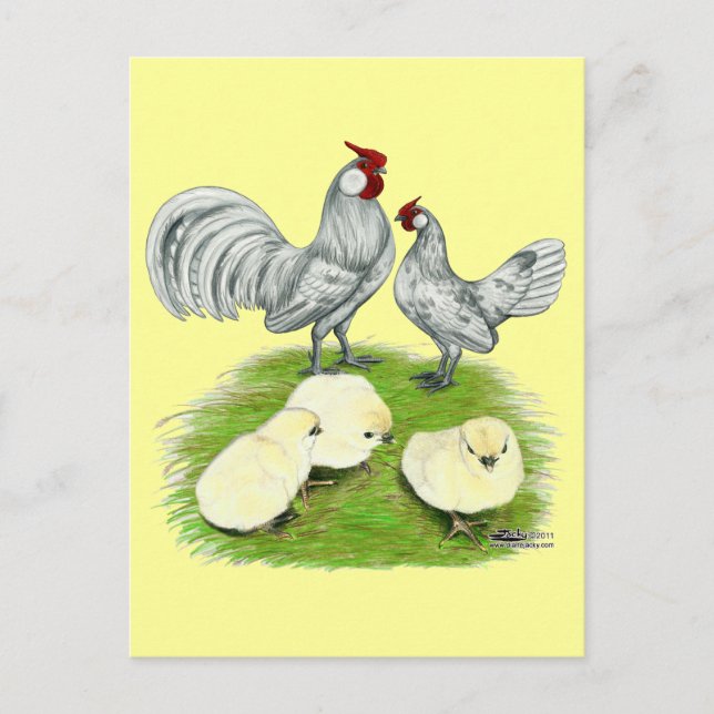 Cartão Postal Rosecomb Bantams e Pintinhos (Frente)