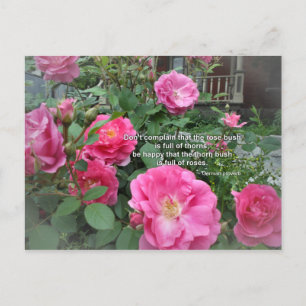 Cartão Postal Roseira Feliz Rosas Cor-de-Rosa Citação Provérbio
