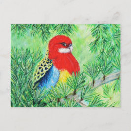 Cartão Postal Rosella Bird Painting