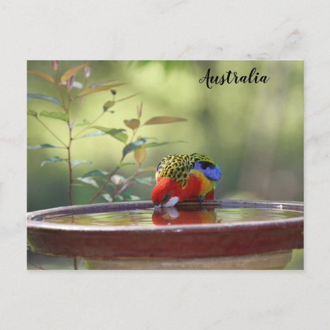 Cartão Postal Rosella Oriental Australiana (Frente)