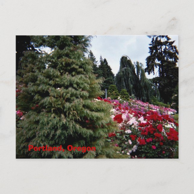 Cartão Postal Rosey Landscape Portland, Oregon (Frente)
