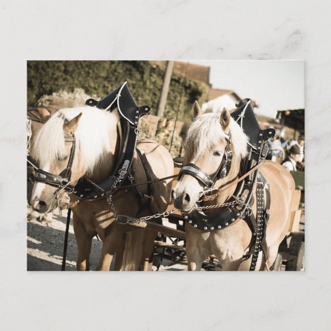 CARTÃO POSTAL RÖSSER BEI HAAGER HERBSTFEST EINZUG (Frente)