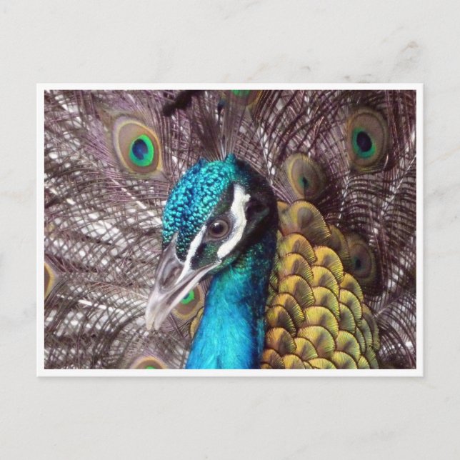 Cartão Postal rosto azul de pavão (Frente)