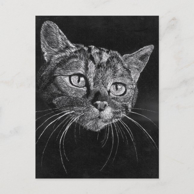 Cartão Postal Rosto de Gato  (Frente)