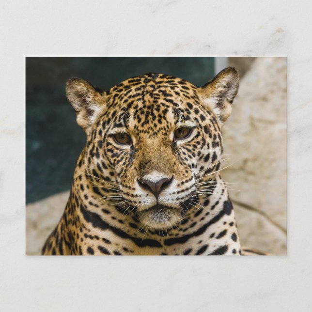 Cartão Postal Rosto de Gato Selvagem Leopardo (Frente)