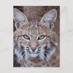 Cartão Postal Rosto de lince-vermelho