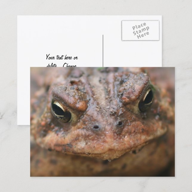 Cartão Postal Rosto de Sapo Marrom Fofo Natureza (Frente/Verso)