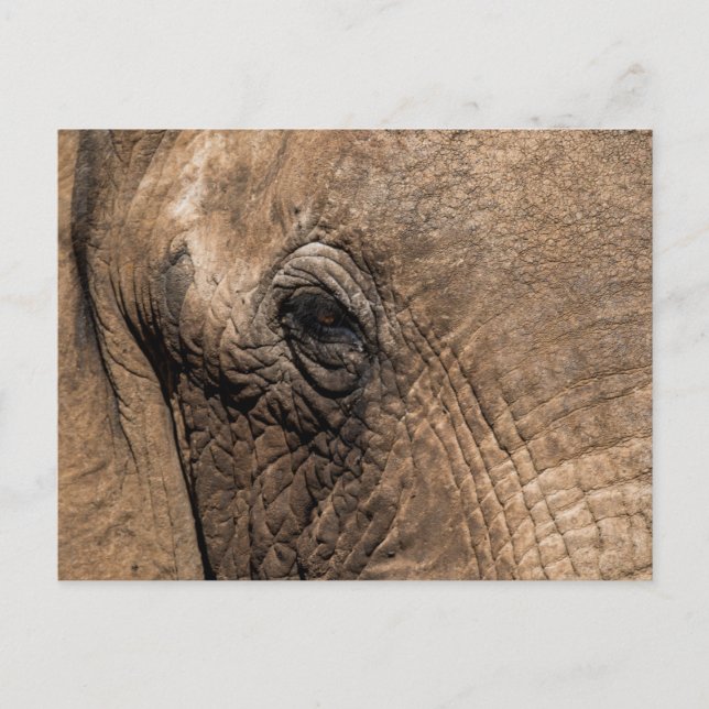 Cartão Postal Rosto de um Elefante (Frente)
