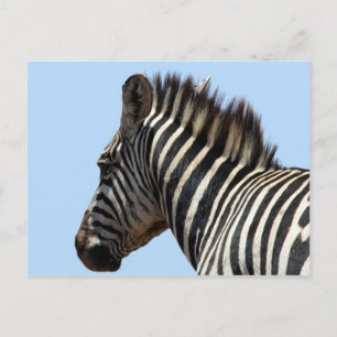 Cartão Postal rosto de zebra