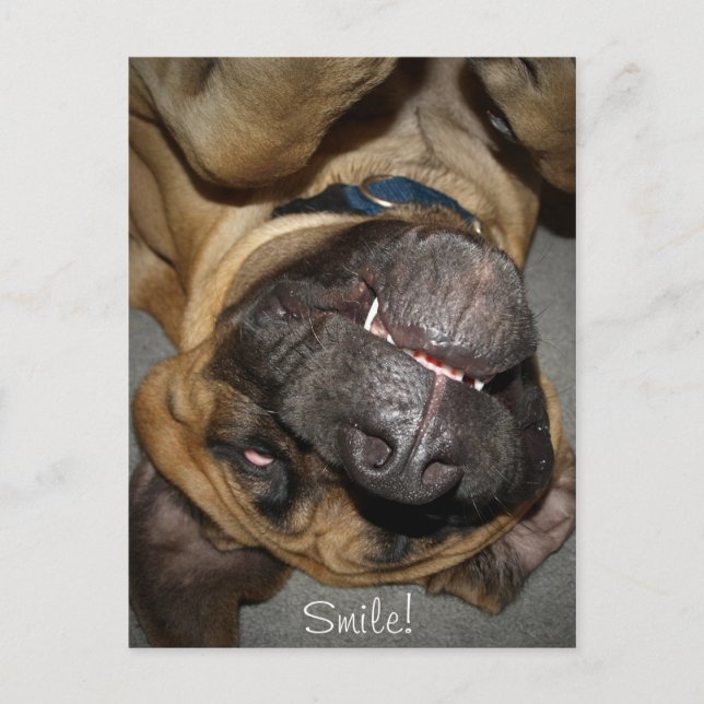 Cartão Postal Rosto Feliz - Foto Engraçada De Cachorro Mastiff I (Frente)