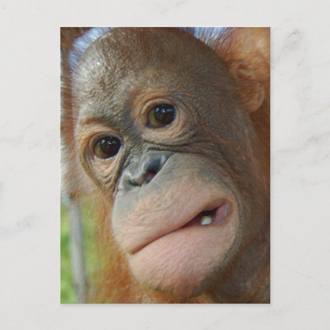 Cartão Postal Rosto Orangutan (Frente)