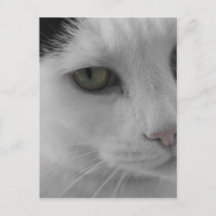 Rostos de gatos pretos e brancos