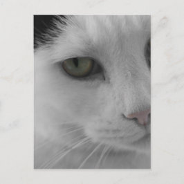 Cartão Postal Rostos de gatos pretos e brancos