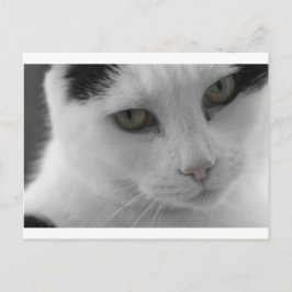 Cartão Postal Rostos de gatos pretos e brancos