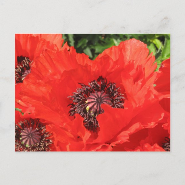 Cartão Postal Roter Mohn (Frente)