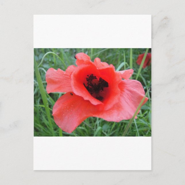 Cartão Postal Roter Mohnblumenkelch (Frente)