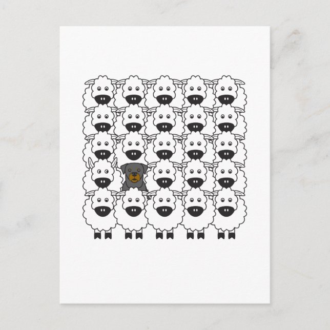 Cartão Postal Rottie in the Sheep (Frente)