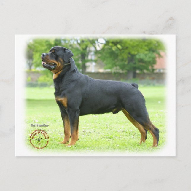 Cartão Postal Rottweiler (Frente)
