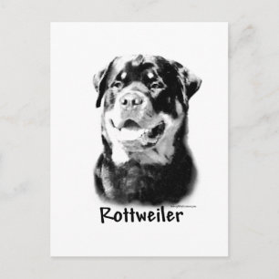 Cartão Postal Rottweiler