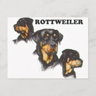 Cartão Postal Rottweiler