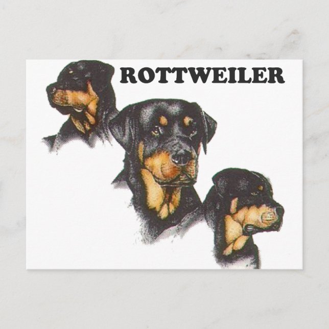 Cartão Postal Rottweiler (Frente)