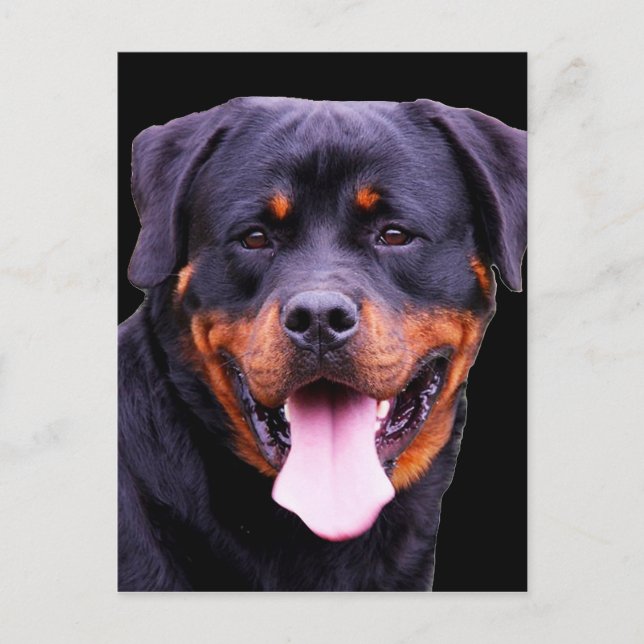 Cartão Postal "Rottweiler" (Frente)