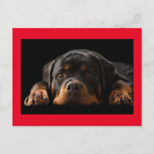 Cartão Postal Rottweiler Cachorro Cachorro Saudação Cartão-posta