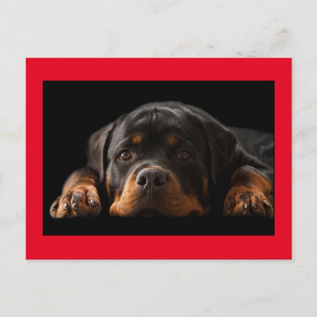 Cartão Postal Rottweiler Cachorro Cachorro Saudação Cartão-posta (Frente)