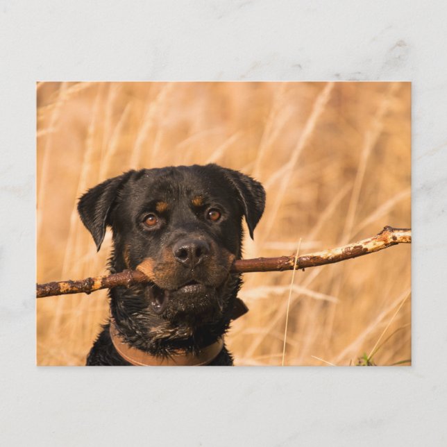 Cartão Postal Rottweiler Com Um Pente (Frente)