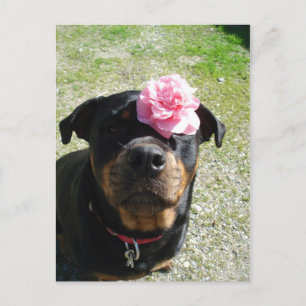 Cartão Postal Rottweiler Flor Bonita