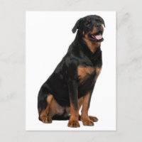 Rottweiler Puppy Dog - Olá, pensando em você, amor