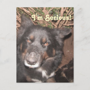 Cartão postal Rouco Collie Cross