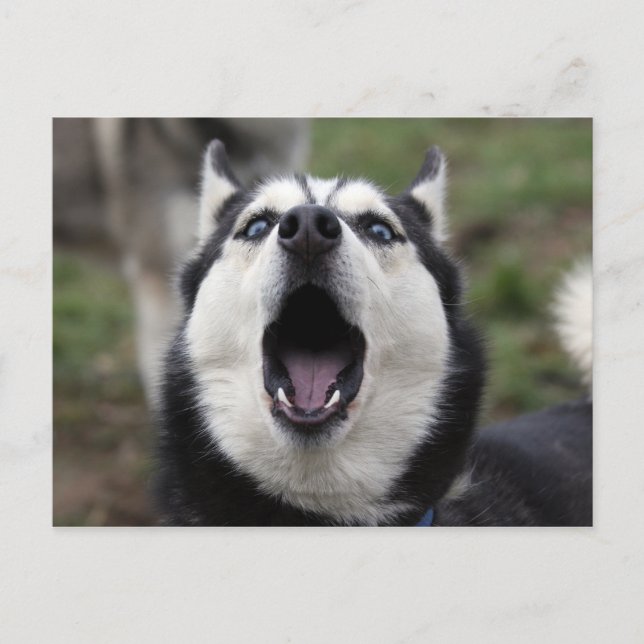 Cartão Postal rouco falante (Frente)