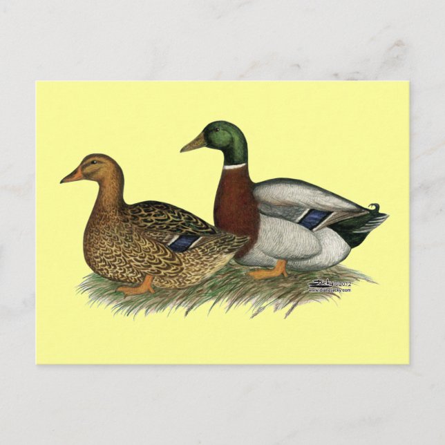 Cartão Postal Rouen Ducks (Frente)