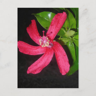 Cartão Postal rouge de hibisco