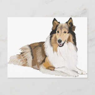 Cartão Postal Rough Collie
