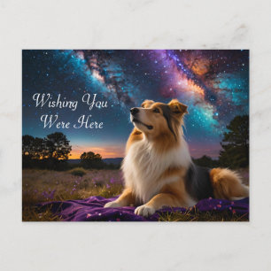 Cartão Postal Rough Collie debaixo das estrelas