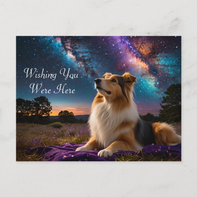 Cartão Postal Rough Collie debaixo das estrelas (Frente)