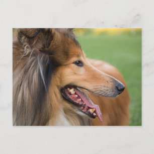 Cartão Postal Rough Collie Face