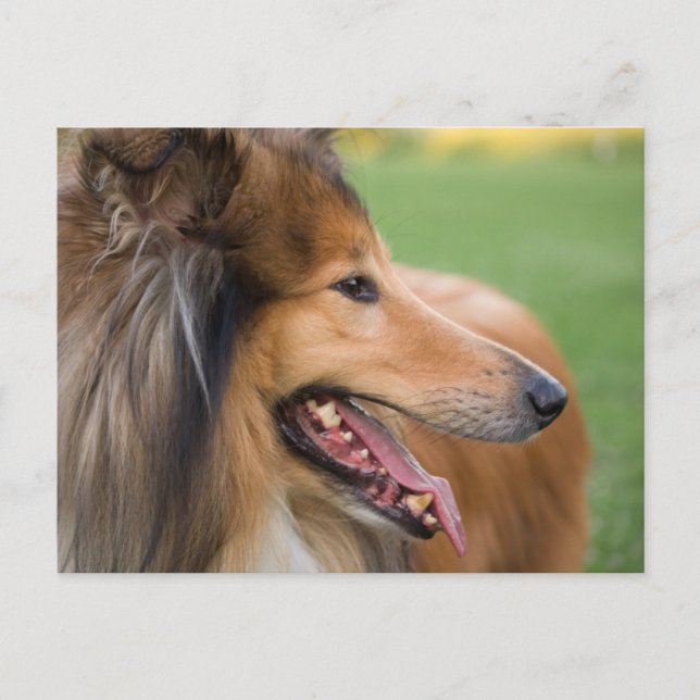 Cartão Postal Rough Collie Face (Frente)