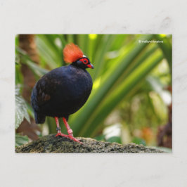 Cartão Postal Roul Roul Crested Wood Partridge