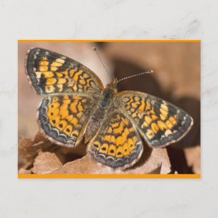 Cartão Postal Roupas e Presentes de Mariposa Marrom e Laranja