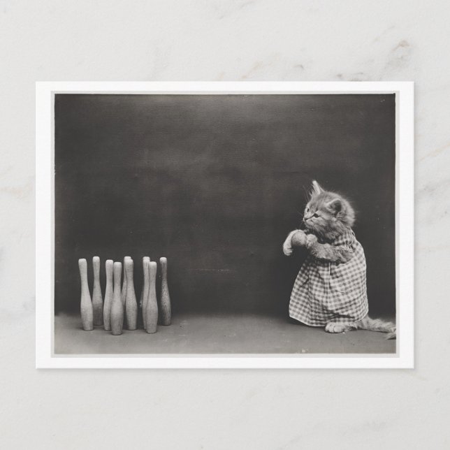 Cartão Postal Roupas Vestidas de Gato e Odontidade da Boliche (Frente)